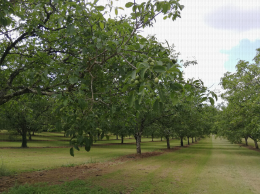 Verger de noyers, Molières (24)